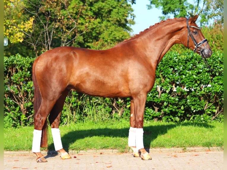 Hannoveriano Caballo castrado 4 años 168 cm Alazán-tostado in Selsingen