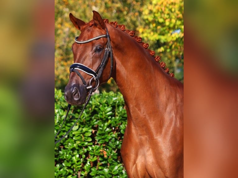 Hannoveriano Caballo castrado 4 años 168 cm Alazán-tostado in Selsingen