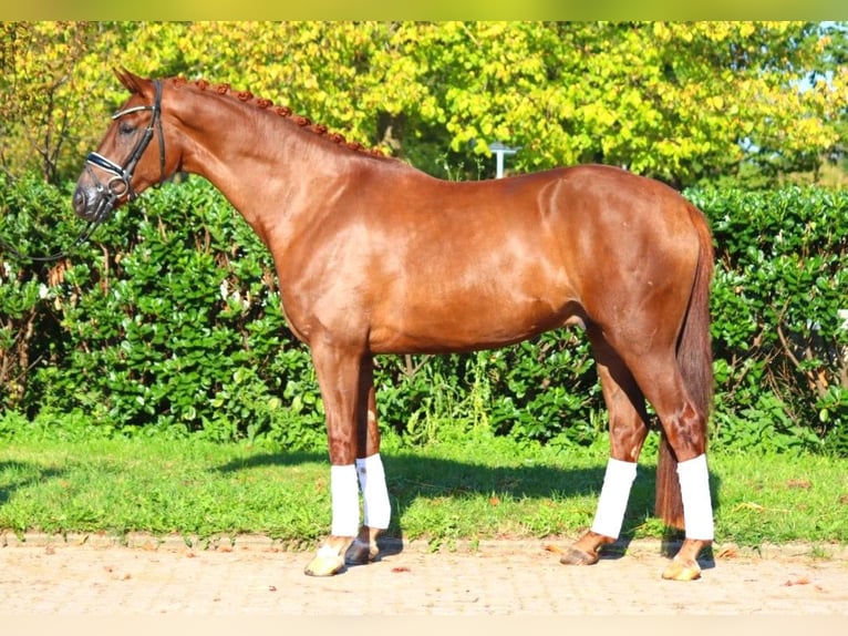 Hannoveriano Caballo castrado 4 años 168 cm Alazán-tostado in Selsingen