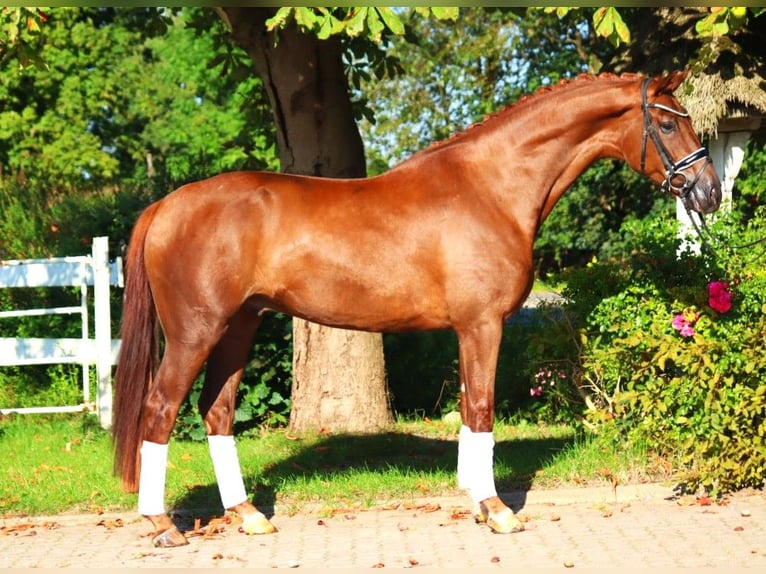 Hannoveriano Caballo castrado 4 años 168 cm Alazán-tostado in Selsingen