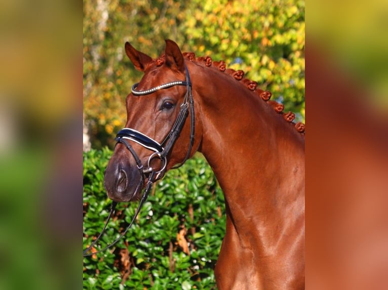 Hannoveriano Caballo castrado 4 años 168 cm Alazán-tostado in Selsingen