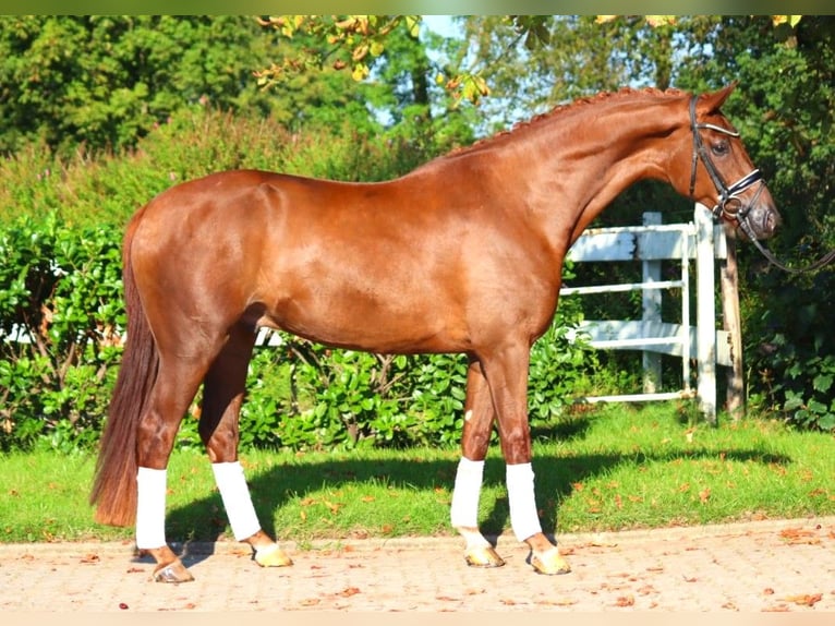 Hannoveriano Caballo castrado 4 años 168 cm Alazán-tostado in Selsingen