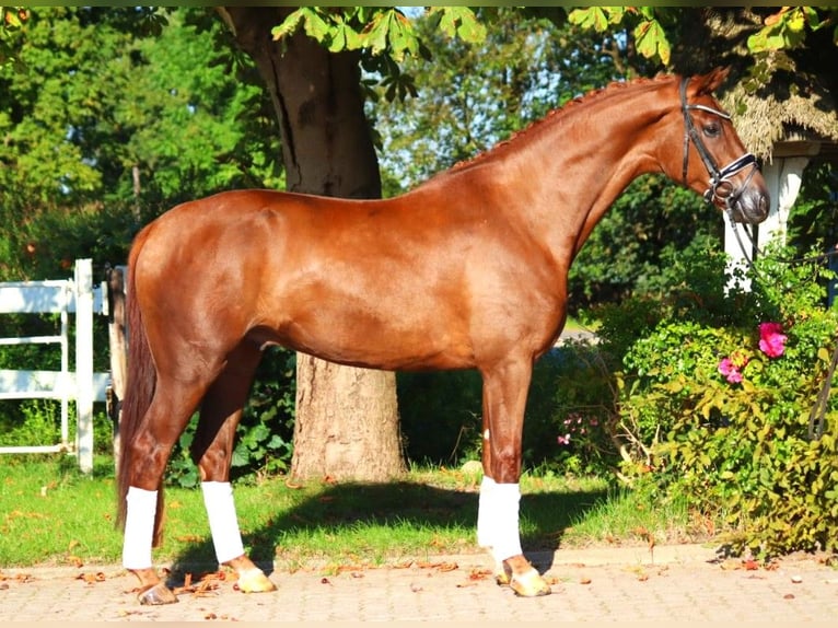 Hannoveriano Caballo castrado 4 años 168 cm Alazán-tostado in Selsingen