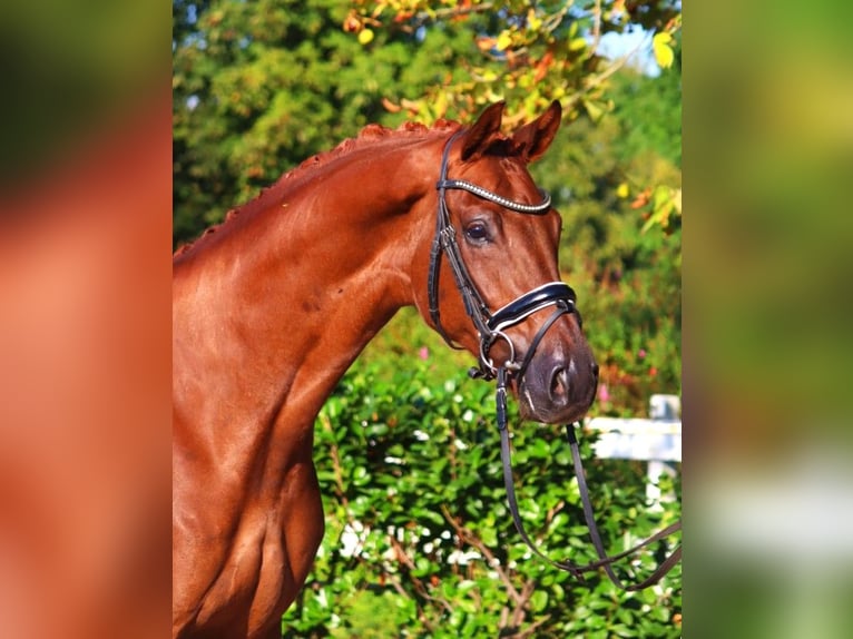 Hannoveriano Caballo castrado 4 años 168 cm Alazán-tostado in Selsingen