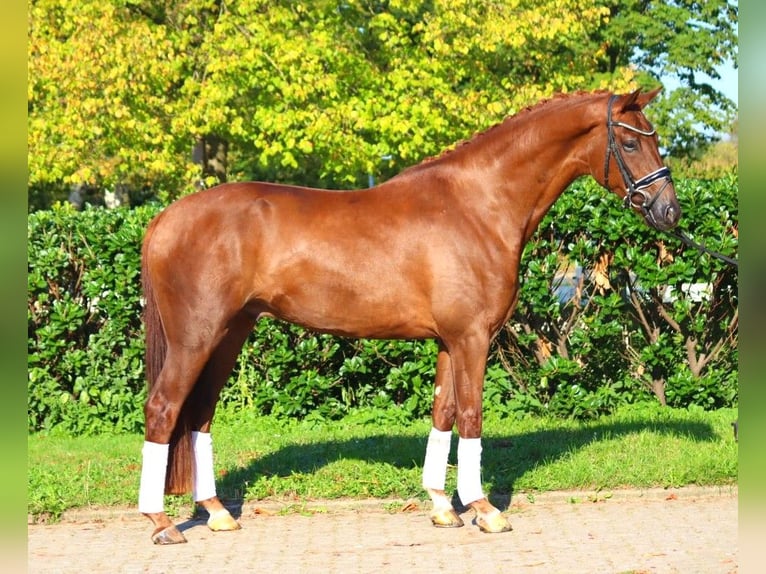 Hannoveriano Caballo castrado 4 años 168 cm Alazán-tostado in Selsingen