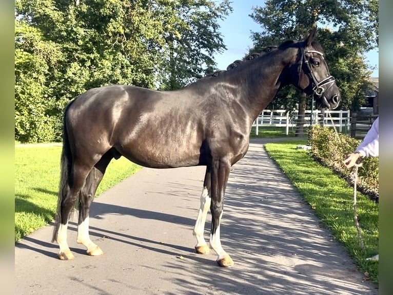 Hannoveriano Caballo castrado 4 años 168 cm  in Berne