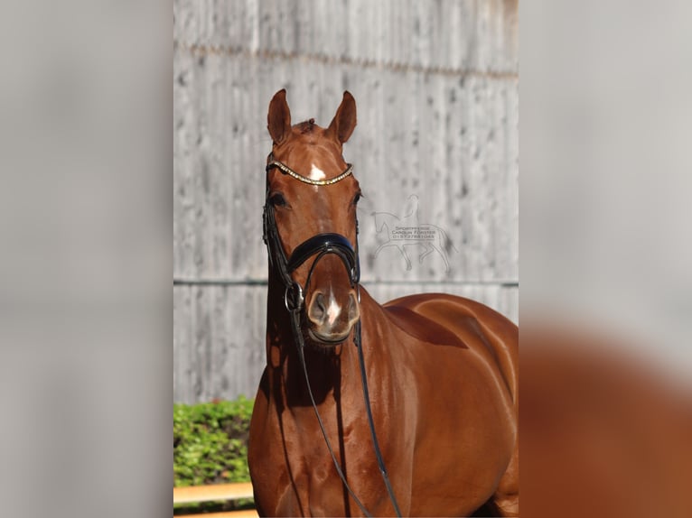 Hannoveriano Caballo castrado 4 años 168 cm in Reeßum