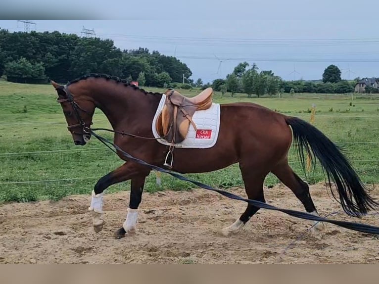 Hannoveriano Caballo castrado 4 años 168 cm Castaño in Vorbeck