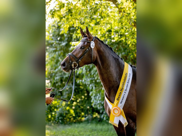 Hannoveriano Caballo castrado 4 años 168 cm Castaño in Elsoff