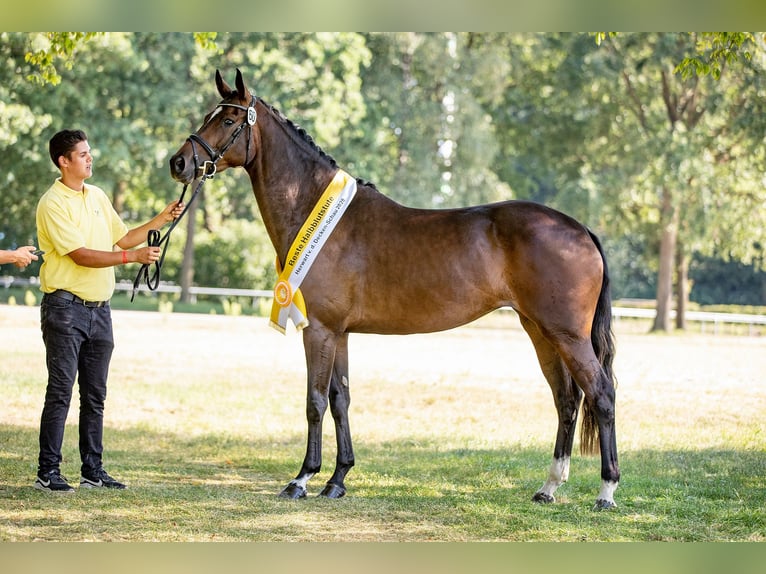 Hannoveriano Caballo castrado 4 años 168 cm Castaño in Elsoff