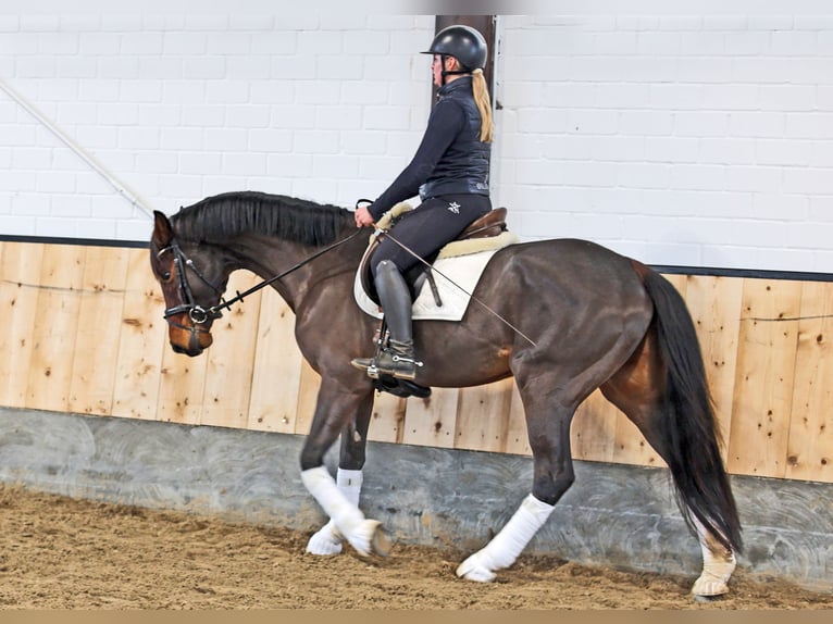 Hannoveriano Caballo castrado 4 años 168 cm Castaño in Kempen