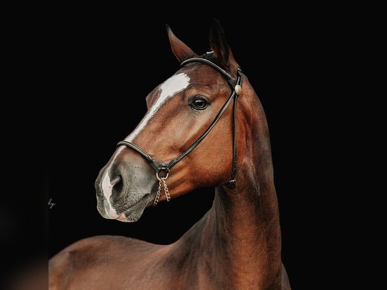 Hannoveriano Caballo castrado 4 años 168 cm Castaño in Rietz-Neuendorf