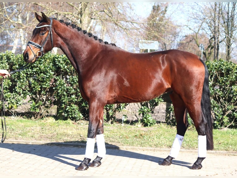 Hannoveriano Caballo castrado 4 años 168 cm Castaño in Selsingen
