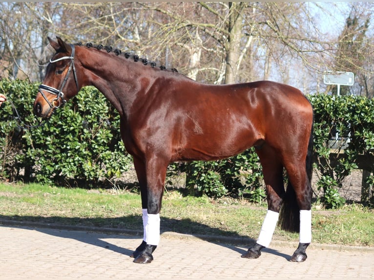 Hannoveriano Caballo castrado 4 años 168 cm Castaño in Selsingen