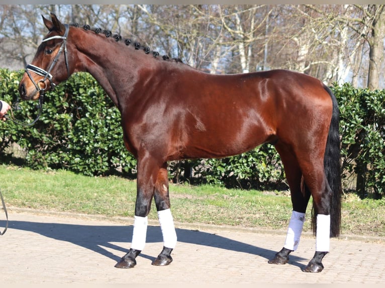 Hannoveriano Caballo castrado 4 años 168 cm Castaño in Selsingen
