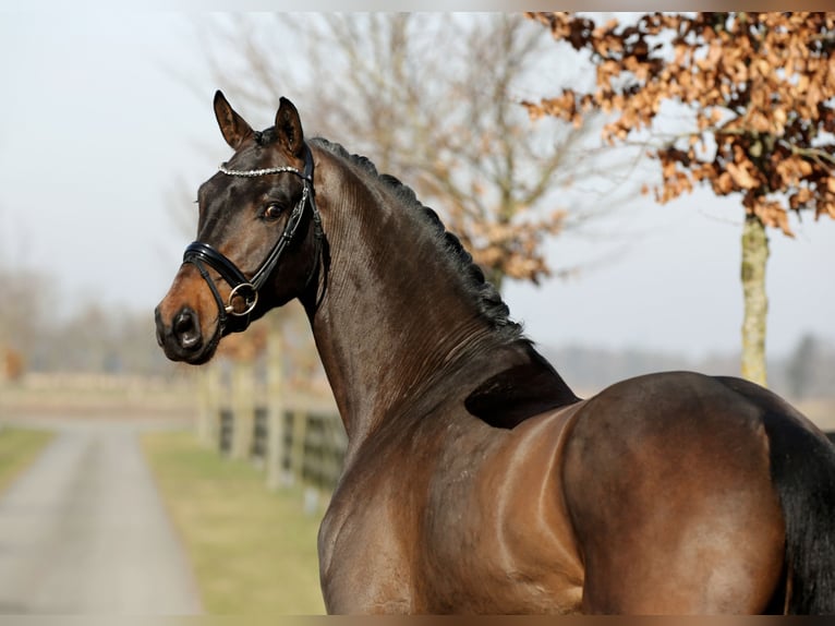 Hannoveriano Caballo castrado 4 años 168 cm Castaño in Diepholz