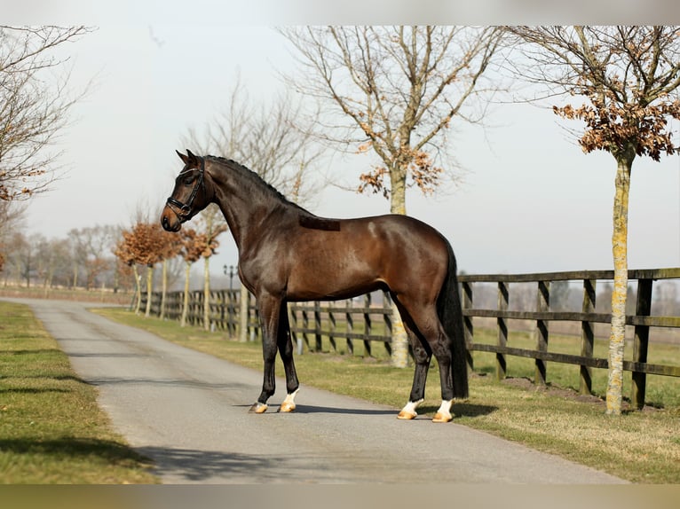 Hannoveriano Caballo castrado 4 años 168 cm Castaño in Diepholz