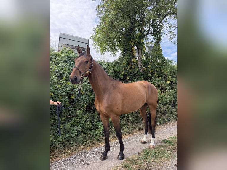Hannoveriano Caballo castrado 4 años 168 cm Castaño in Schrobenhausen