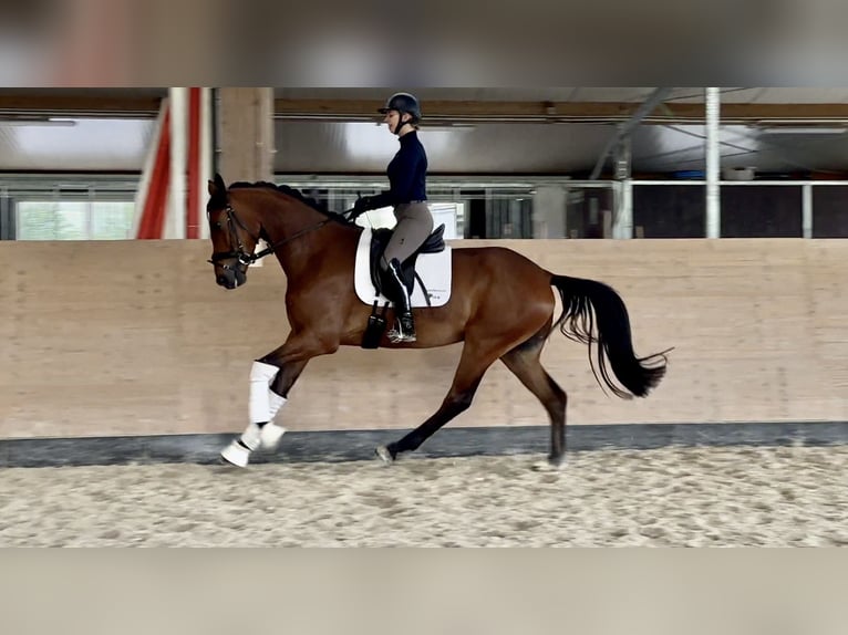 Hannoveriano Caballo castrado 4 años 168 cm Castaño in Windesheim