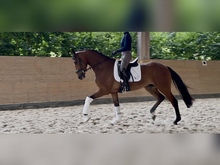 Hannoveriano Caballo castrado 4 años 168 cm Castaño in Windesheim