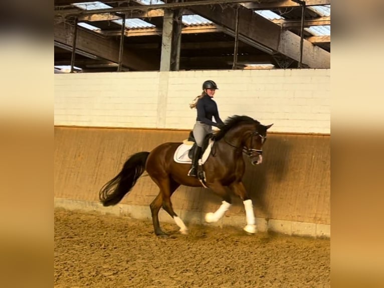 Hannoveriano Caballo castrado 4 años 168 cm Castaño in Elmlohe