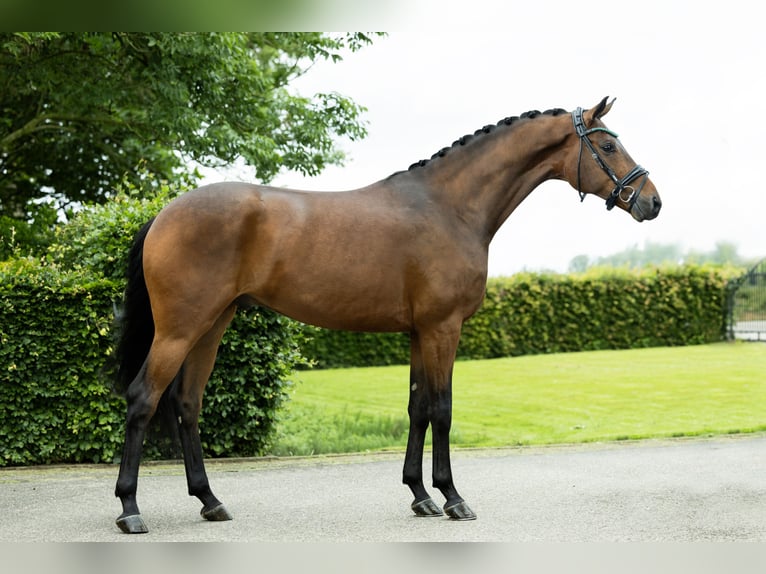 Hannoveriano Caballo castrado 4 años 168 cm Castaño in Lithoijen