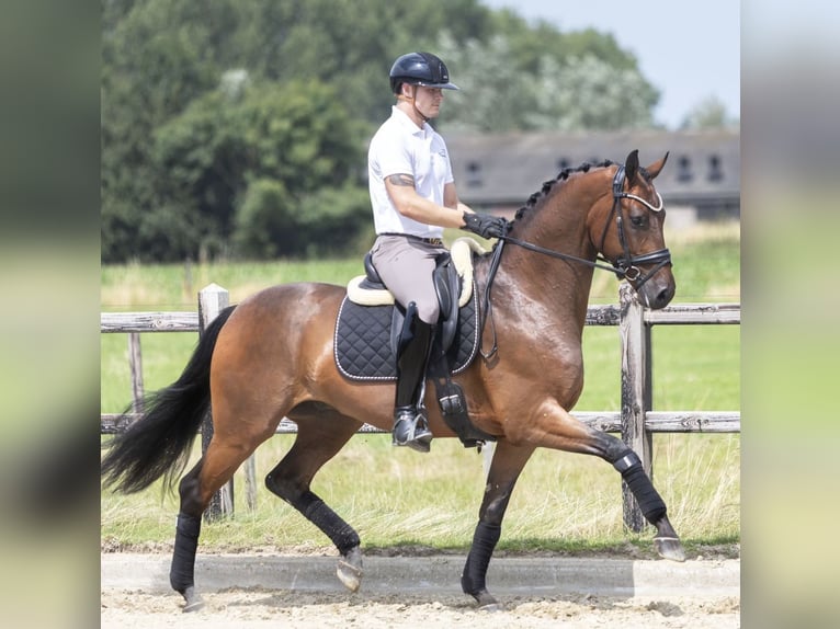 Hannoveriano Caballo castrado 4 años 168 cm Castaño in Lithoijen