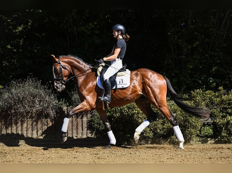 Hannoveriano Caballo castrado 4 años 168 cm Castaño in Riedstadt