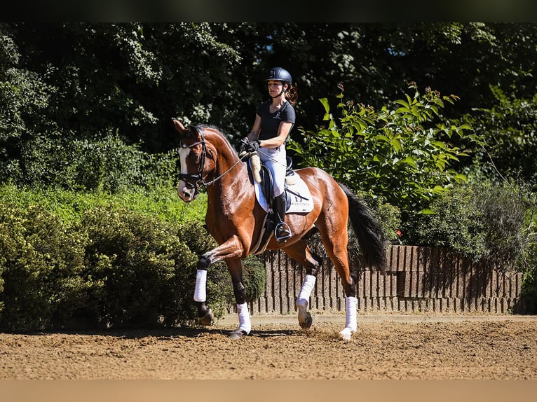 Hannoveriano Caballo castrado 4 años 168 cm Castaño in Riedstadt