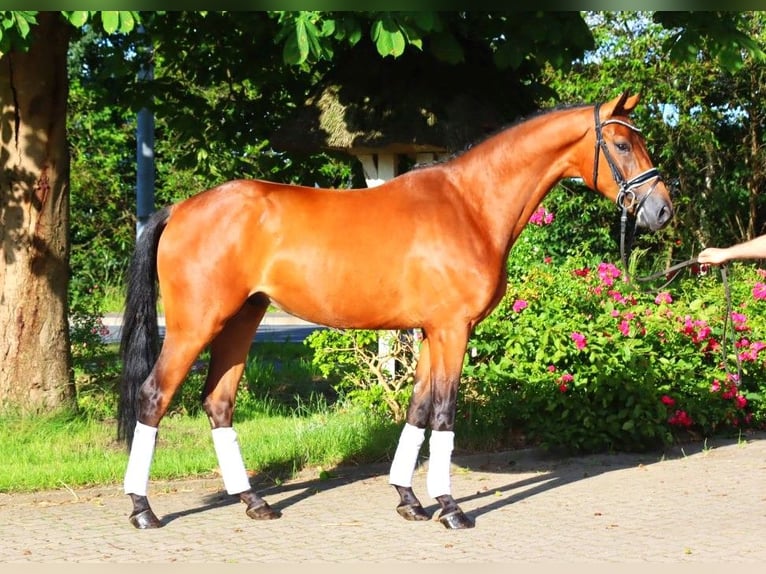 Hannoveriano Caballo castrado 4 años 168 cm Castaño in Selsingen