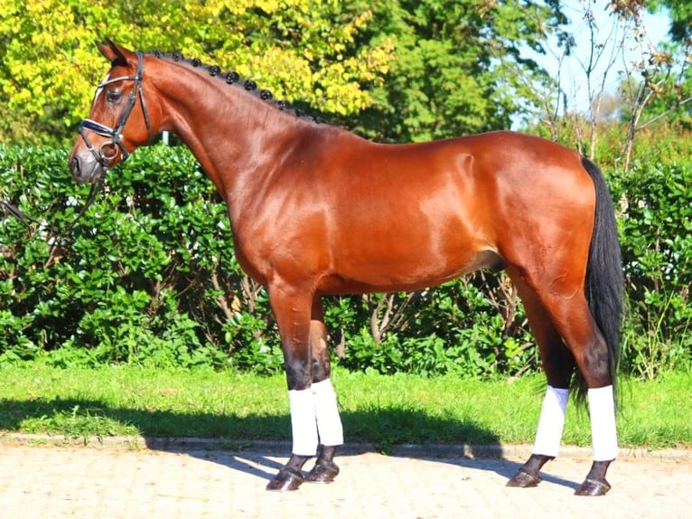 Hannoveriano Caballo castrado 4 años 168 cm Castaño in Selsingen