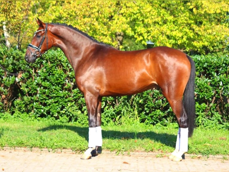 Hannoveriano Caballo castrado 4 años 168 cm Castaño in Selsingen