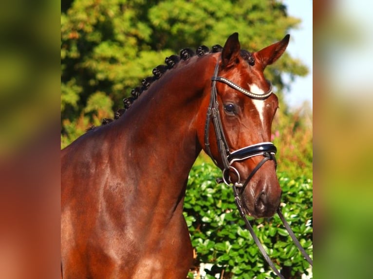 Hannoveriano Caballo castrado 4 años 168 cm Castaño in Selsingen