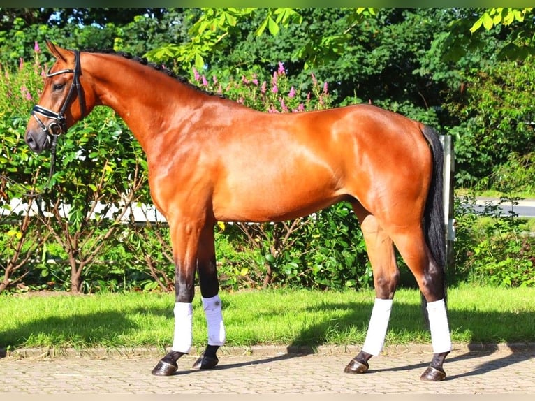 Hannoveriano Caballo castrado 4 años 168 cm Castaño in Selsingen