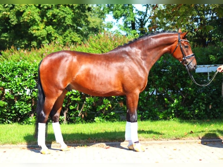 Hannoveriano Caballo castrado 4 años 168 cm Castaño in Selsingen