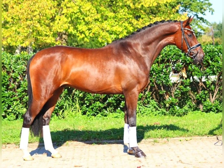 Hannoveriano Caballo castrado 4 años 168 cm Castaño in Selsingen