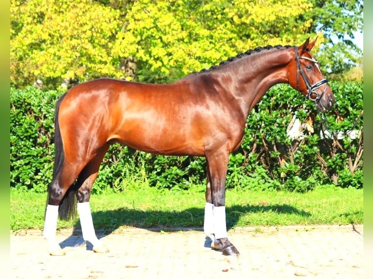 Hannoveriano Caballo castrado 4 años 168 cm Castaño in Selsingen