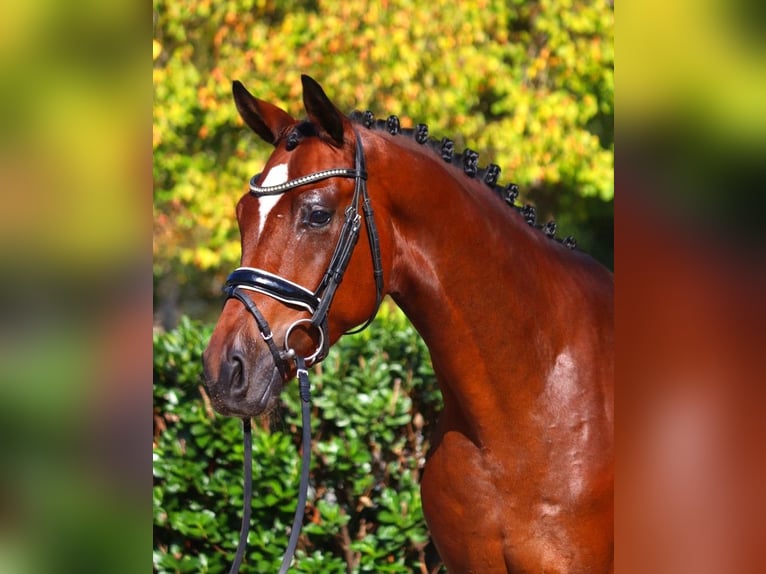 Hannoveriano Caballo castrado 4 años 168 cm Castaño in Selsingen