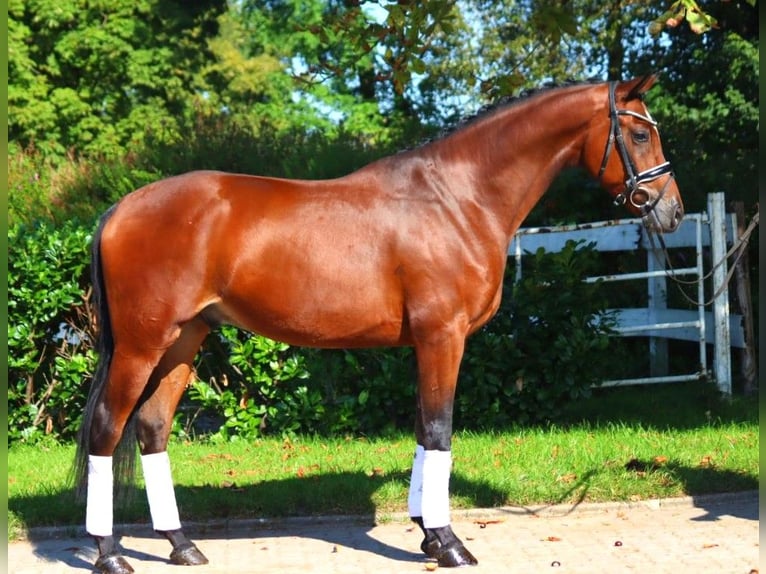 Hannoveriano Caballo castrado 4 años 168 cm Castaño in Selsingen