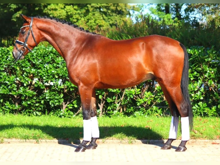 Hannoveriano Caballo castrado 4 años 168 cm Castaño in Selsingen