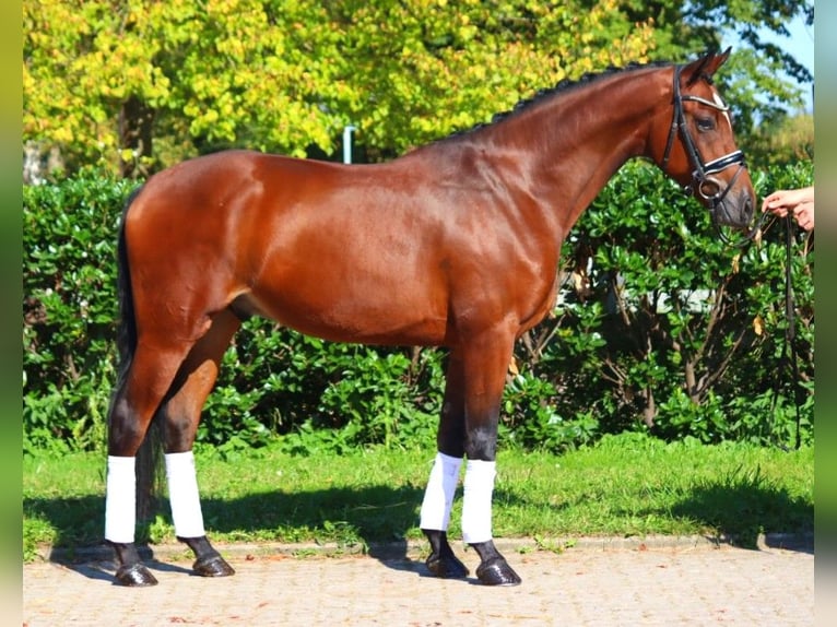 Hannoveriano Caballo castrado 4 años 168 cm Castaño in Selsingen