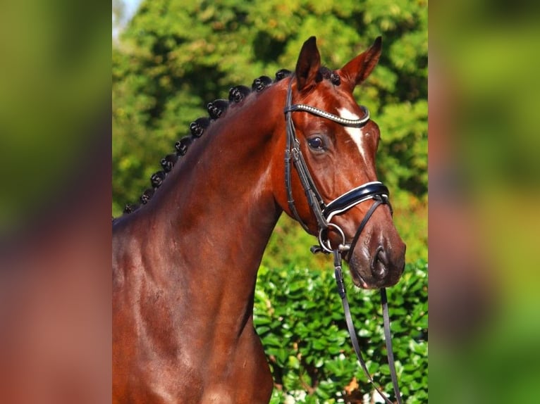 Hannoveriano Caballo castrado 4 años 168 cm Castaño in Selsingen