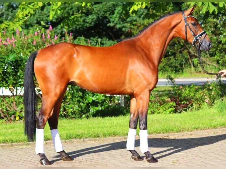 Hannoveriano Caballo castrado 4 años 168 cm Castaño in Selsingen