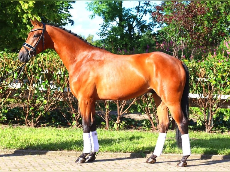 Hannoveriano Caballo castrado 4 años 168 cm Castaño in Selsingen