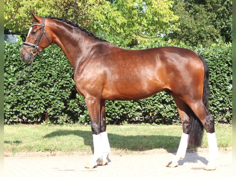 Hannoveriano Caballo castrado 4 años 168 cm Castaño in Selsingen