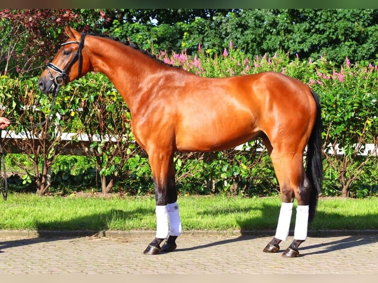 Hannoveriano Caballo castrado 4 años 168 cm Castaño in Selsingen