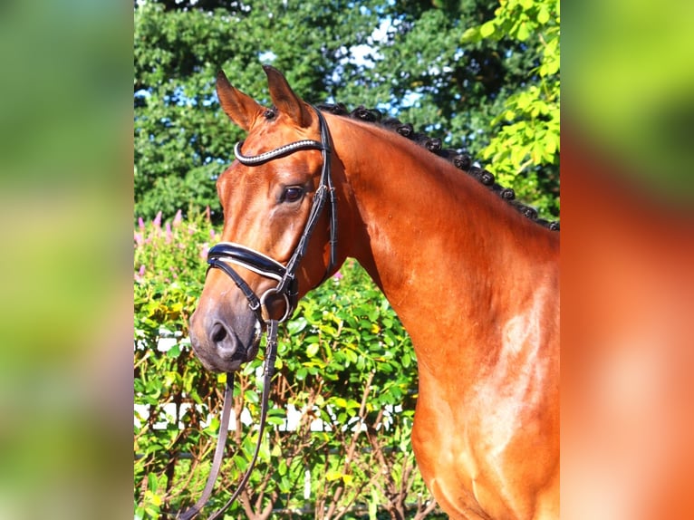 Hannoveriano Caballo castrado 4 años 168 cm Castaño in Selsingen