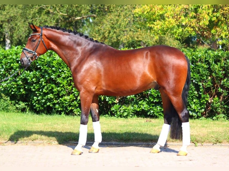 Hannoveriano Caballo castrado 4 años 168 cm Castaño in Selsingen