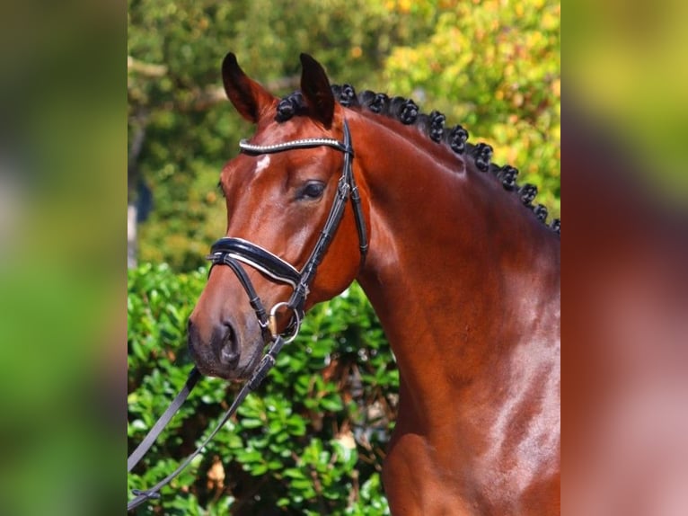 Hannoveriano Caballo castrado 4 años 168 cm Castaño in Selsingen