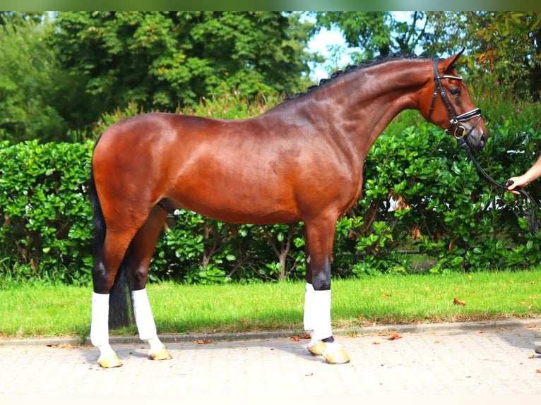 Hannoveriano Caballo castrado 4 años 168 cm Castaño in Selsingen